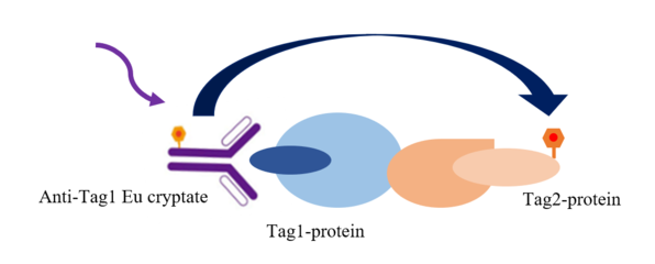 TR-FRET技术 药物研发的“火眼金睛”与细胞技术的“精密引擎”