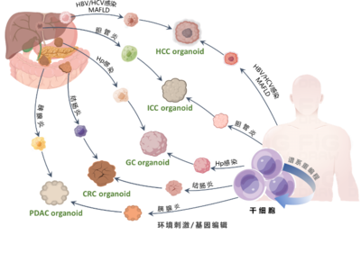 清华长庚医院获批三项2022年度国家重点研发计划重点专项，引领细胞技术研发与应用新突破