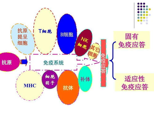 乙肝在研新药chimigen hbv,细胞体液强介导,联用潜力支持研发